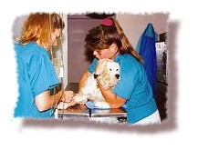 nurse holding dog